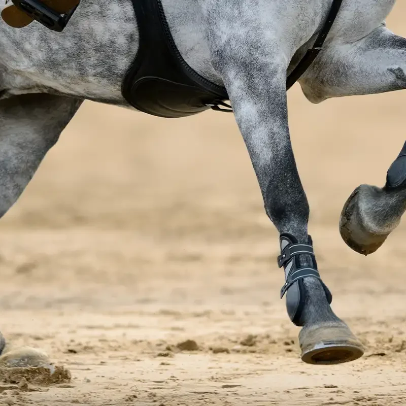 Galoppierendes Pferd